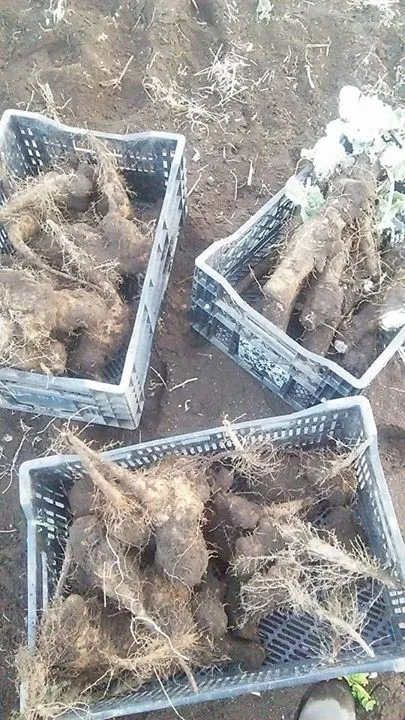 農園からの写真