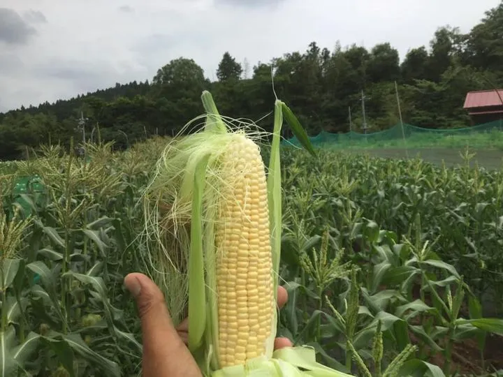 農園からの写真
