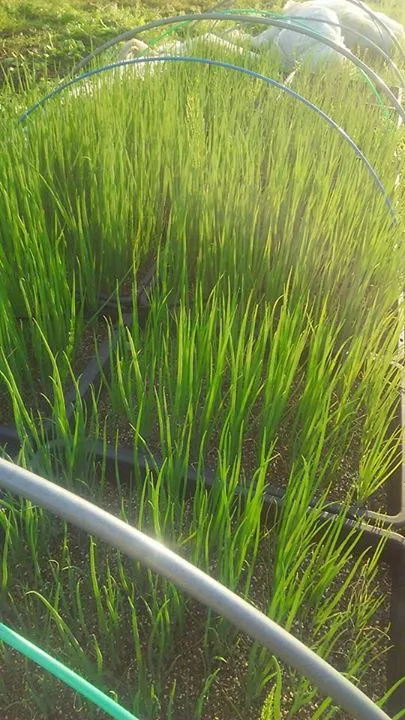 農園からの写真