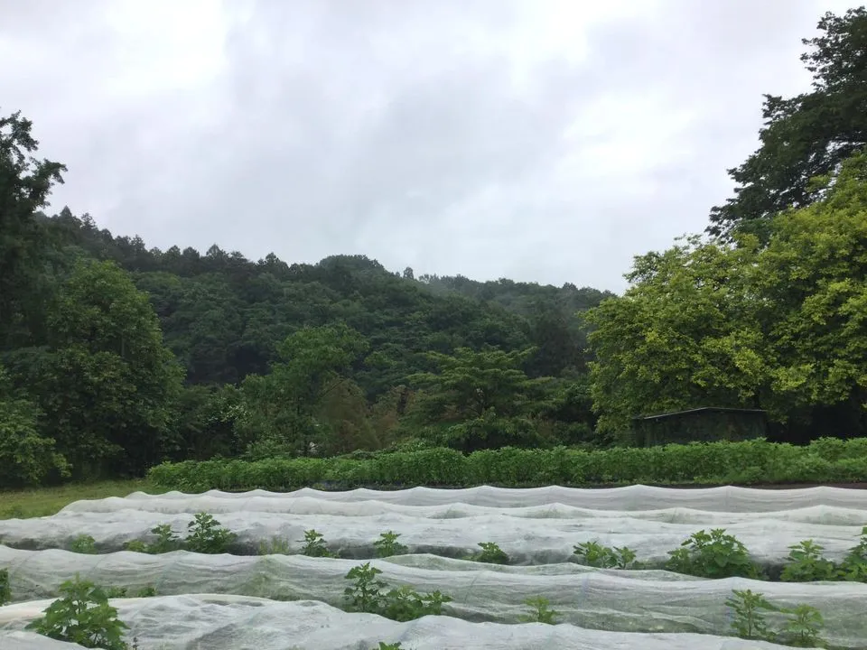 農園からの写真