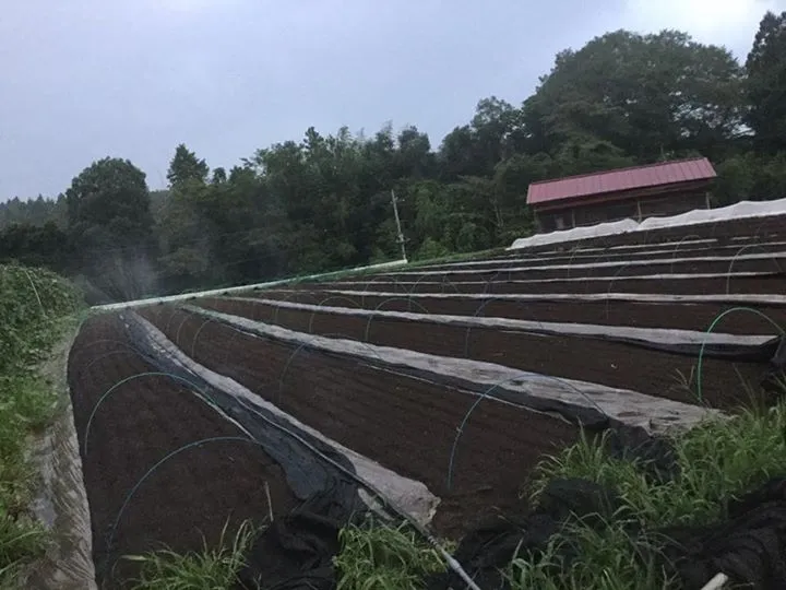 農園からの写真