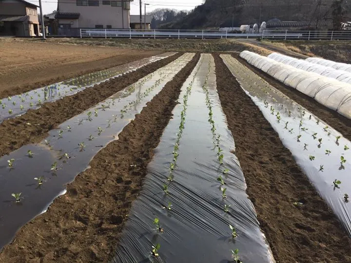 農園からの写真