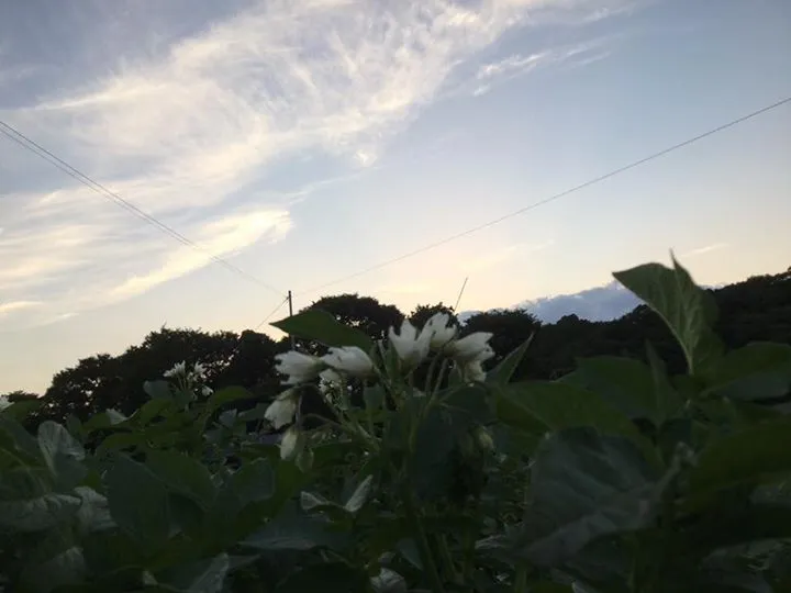 農園からの写真