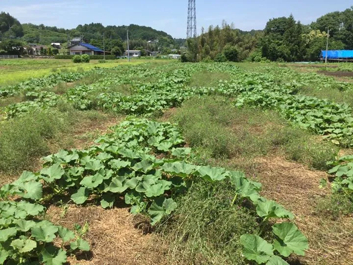 農園からの写真