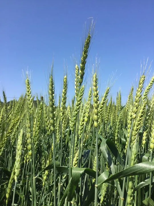 農園からの写真