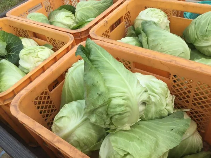 農園からの写真