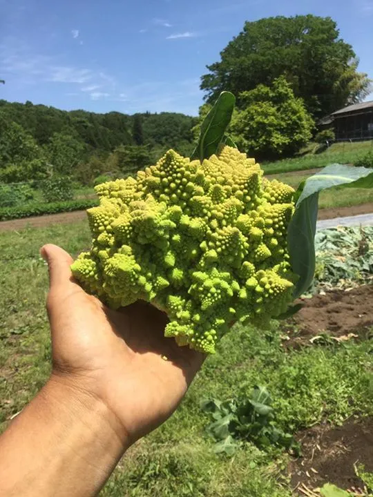 農園からの写真