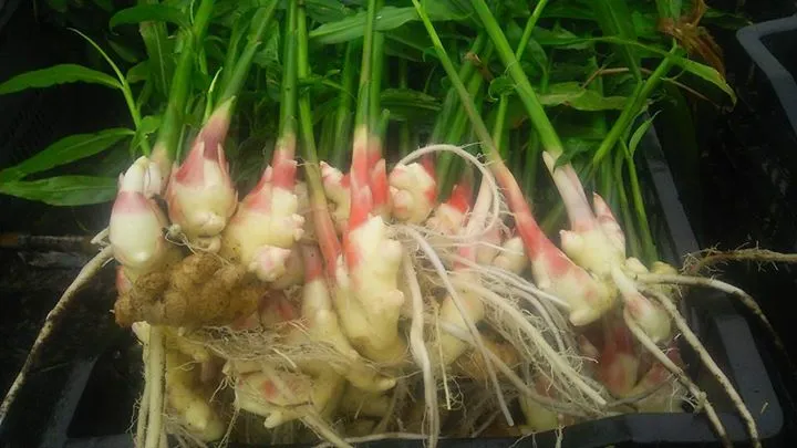 農園からの写真