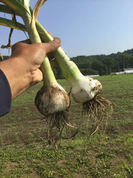 農園からの写真