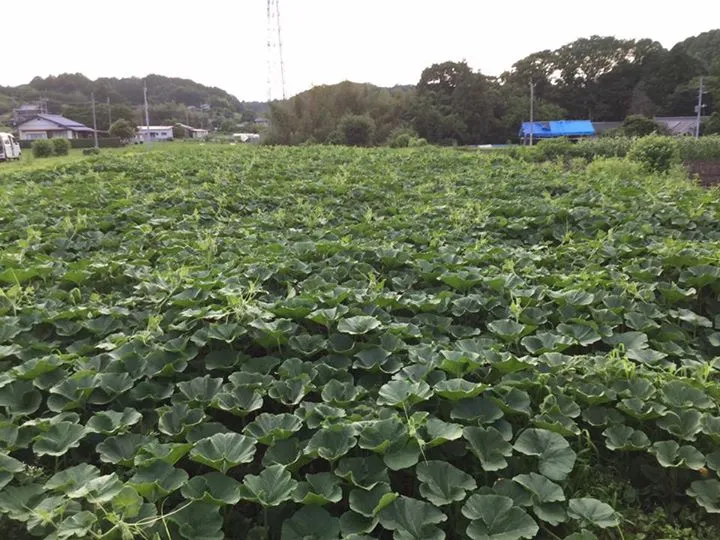 農園からの写真