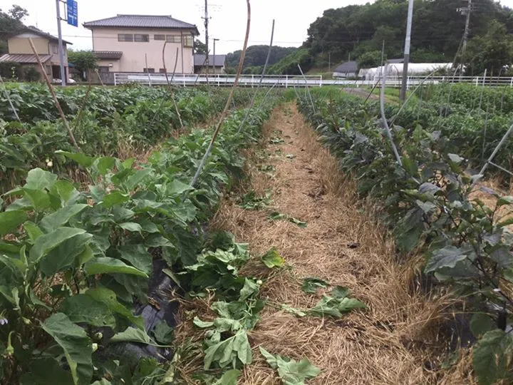 農園からの写真