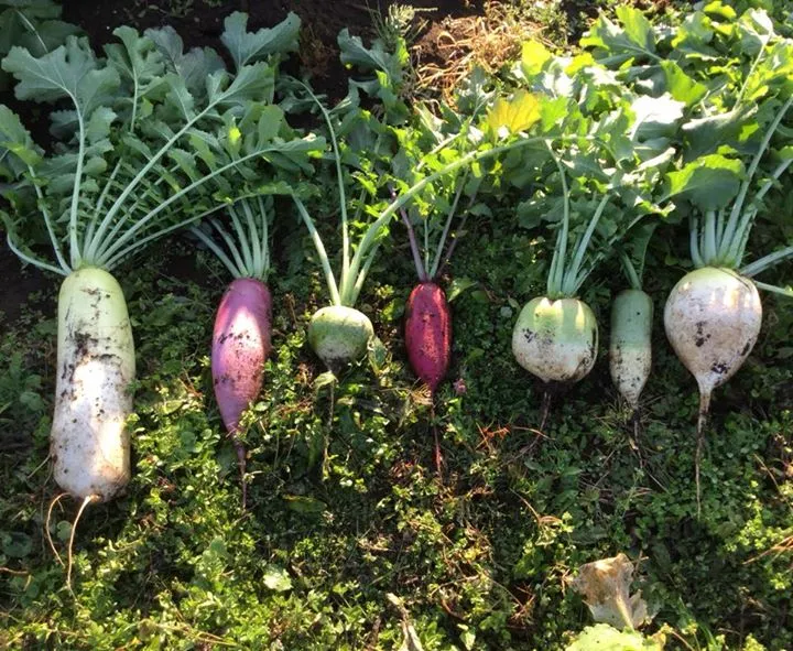 農園からの写真