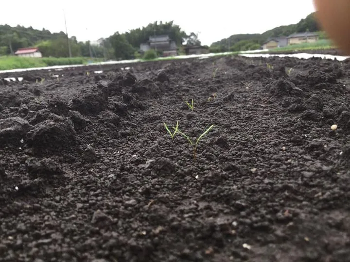 農園からの写真
