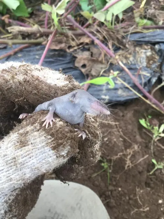 農園からの写真