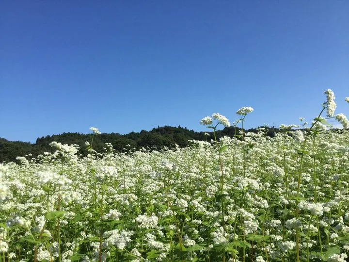 農園からの写真