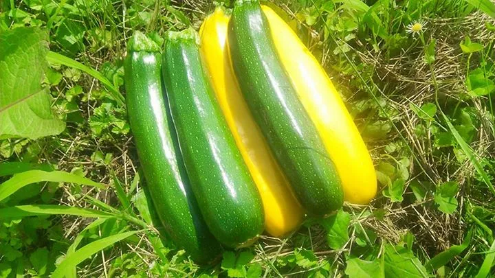 農園からの写真