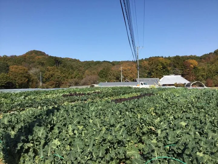 農園からの写真