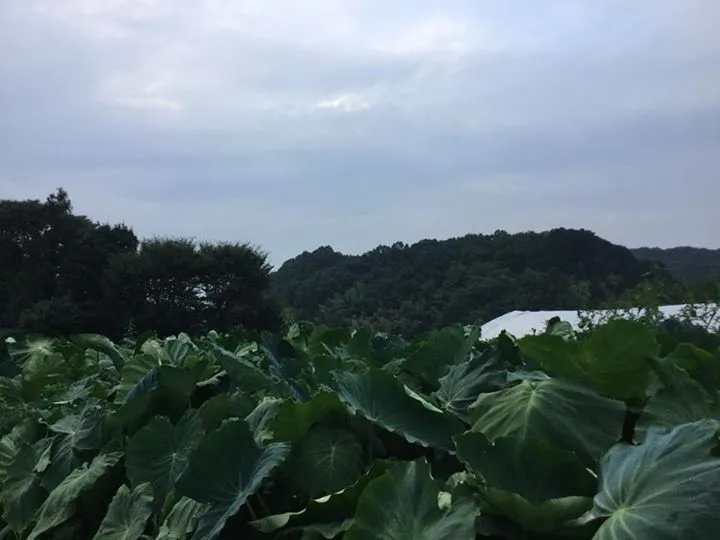 農園からの写真