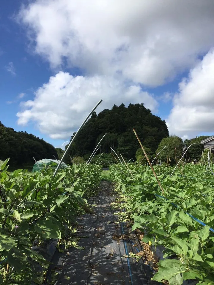 農園からの写真
