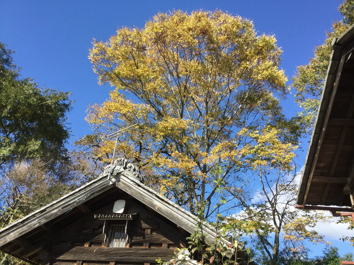 農園からの写真
