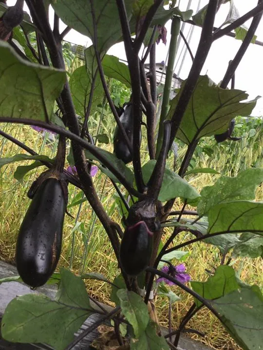農園からの写真