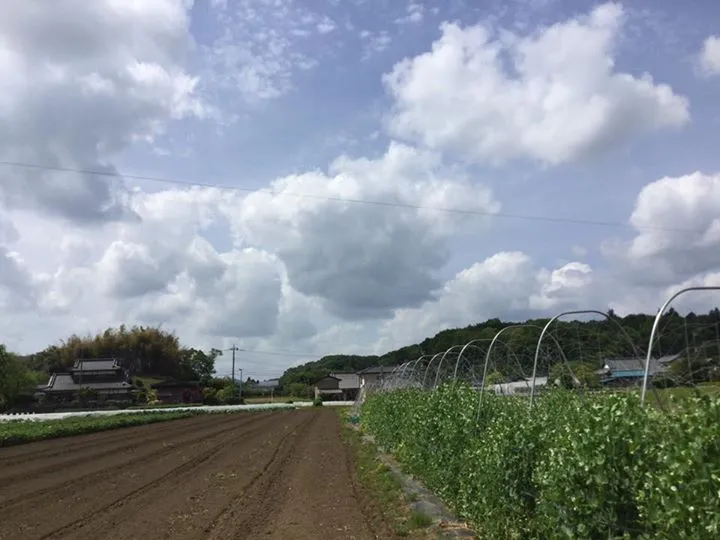 農園からの写真