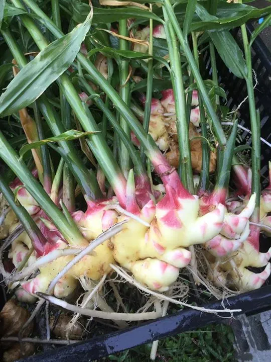 農園からの写真