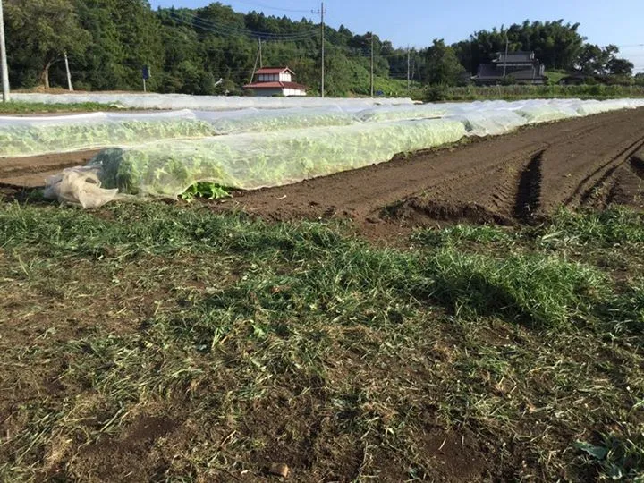 農園からの写真