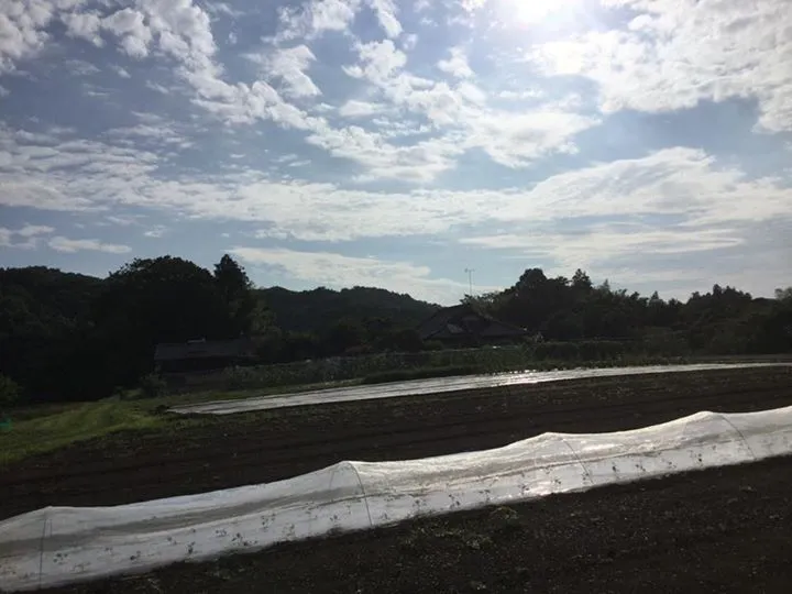 農園からの写真