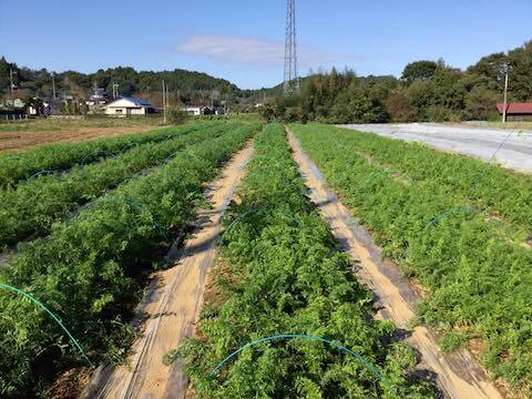常陸大宮の無農薬有機農業コトコトファーム